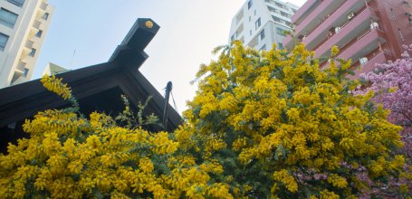 Kuramae-jinja (Tokyo), Mimosa flowers and main Shinto pavilion
