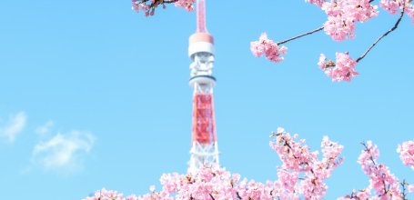 Shiba Park (Tokyo), Kawazu early cherry blossoms with Tokyo Tower in the background in February - March