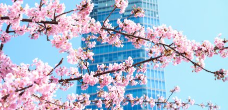 Shiba Park (Tokyo), Kawazu cherry blossoms with the Shibakoen Front Tower in the background