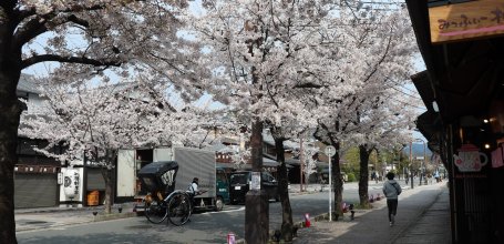 Arashiyama (Kyoto), sakura trees in bloom in the main shopping street