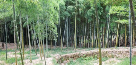 Take no Michi (Muko), View on the bamboo grove of Rakusai Bamboo Park 2