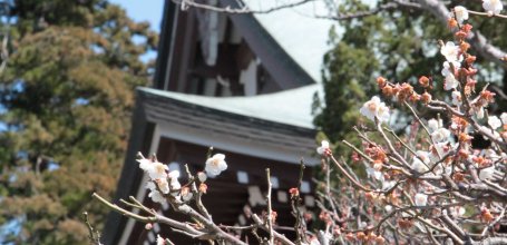 Kamakura, Plum blossoms at Engaku-ji temple
