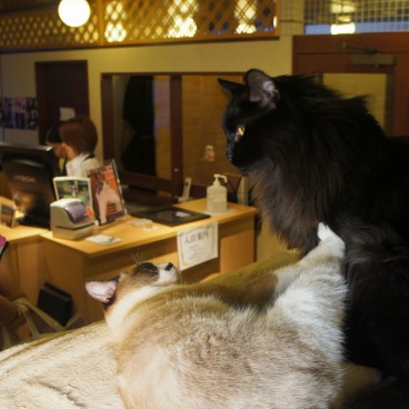 neko-cafe-japan-10