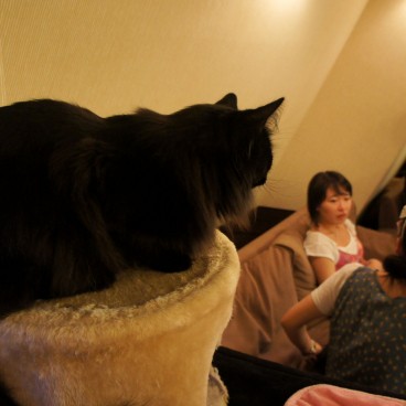 neko-cafe-japan-6