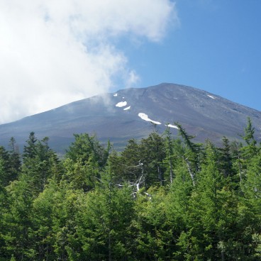 Vegetation on Mount Fuji 2