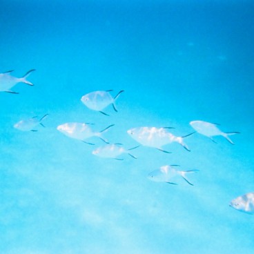 Zamami Island (Okinawa), Tropical fishes