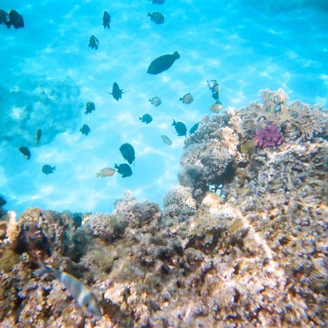 Zamami Island (Okinawa), Tropical fishes and coral