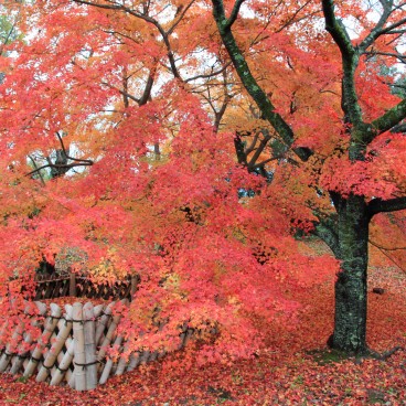 Hikone Castle (Shiga), Red maple trees in autumn