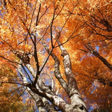 Lake Kawaguchi (Mount Fuji), Orange maple trees in autumn