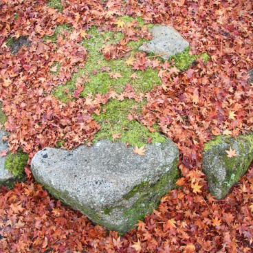 Momijidani (Miyajima), Red maple tree leaves on the ground