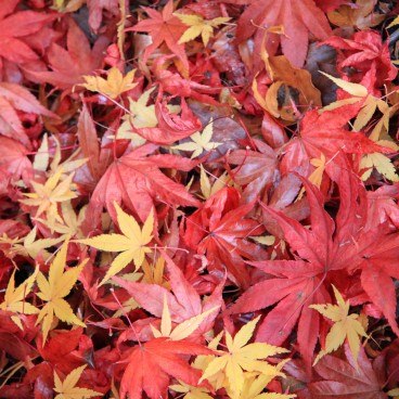 Momijidani (Miyajima), Red maple tree leaves on the ground 2
