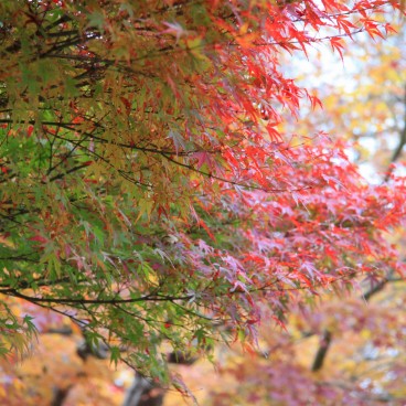 Nagoya Castle, Red maple trees in autumn