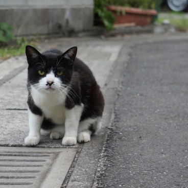 cats-japan-6