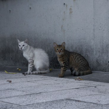 cats-japan-7