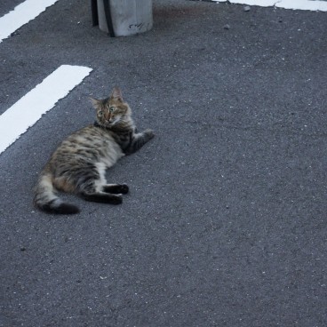 cats-japan-8