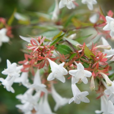 Beppu (Oita), Flowers