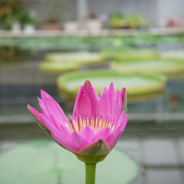 Jigoku Meguri in Beppu, Water lily flower