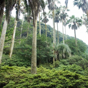 Jigoku Meguri in Beppu, Tropical vegetation