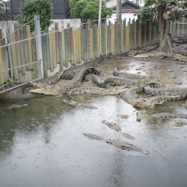 Jigoku Meguri in Beppu, Crocodiles in Oniyama-jigoku