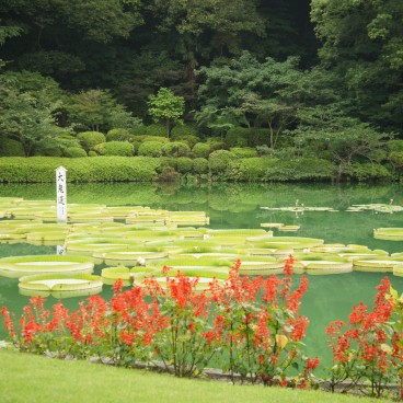 Jigoku Meguri in Beppu, Large water lilies leaves