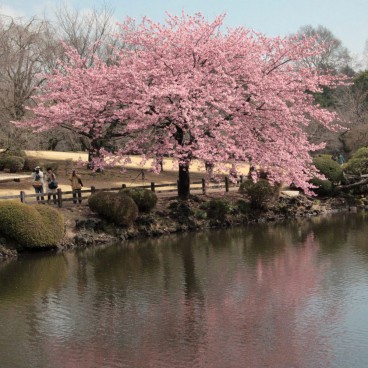 Shinjuku Gyoen, Early cherry tree blooming between February and March