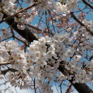 Blooming of sakura in Japan in the beginning of spring