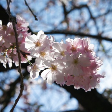 Japanese sakura cherry blossom in the beginning of spring