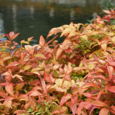 Shitenno-ji (Osaka), Vegetation
