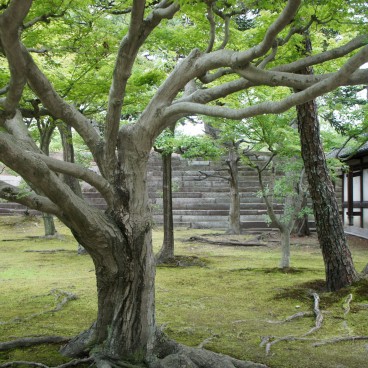 Nijo Castle (Kyoto), Old trees at Honmaru-goten Palace