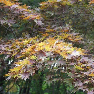 Nijo Castle (Kyoto), Maple foliage