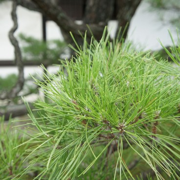 Nijo Castle (Kyoto), Detail of a pine tree