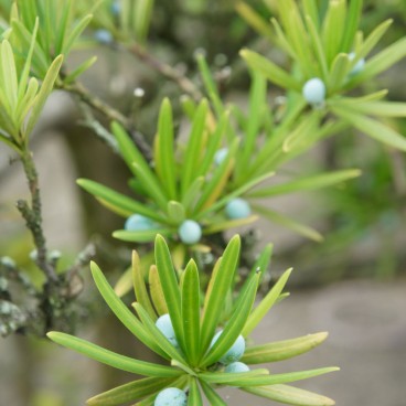 Takamatsu, Japanese pine trees in Tamamo Park