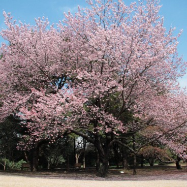 Shinjuku Gyoen (Tokyo), Early cherry tree blooming in March