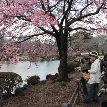 Shinjuku Gyoen (Tokyo), Early cherry trees in bloom and photographers 