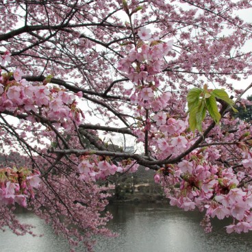 Shinjuku Gyoen (Tokyo), Blooming early cherry tree