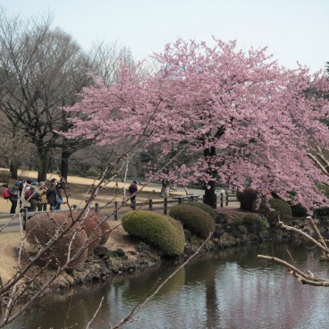 Shinjuku Gyoen (Tokyo), Early cherry trees in bloom and photographers 2