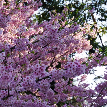 Shinjuku Gyoen (Tokyo), Cherry blossoms in spring