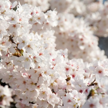 Shinjuku Gyoen (Tokyo), Cherry blossoms in spring 9