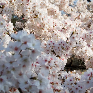 Shinjuku Gyoen (Tokyo), Cherry blossoms in spring 10