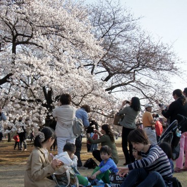 Shinjuku Gyoen (Tokyo), Families watching cherry blossoms in spring