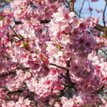 Shinjuku Gyoen (Tokyo), Cherry blossoms in spring 11
