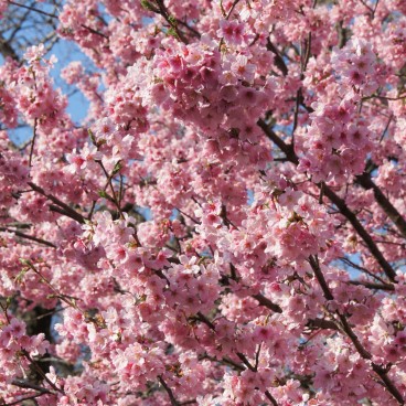 Shinjuku Gyoen (Tokyo), Cherry blossoms in spring 12