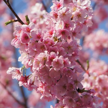 Shinjuku Gyoen (Tokyo), Cherry blossoms in spring 13