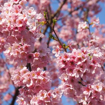 Shinjuku Gyoen (Tokyo), Cherry blossoms in spring 14