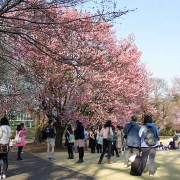 Shinjuku Gyoen (Tokyo), Visitors watching cherry blossoms in spring