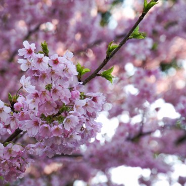 Shinjuku Gyoen (Tokyo), Cherry blossoms in spring 2