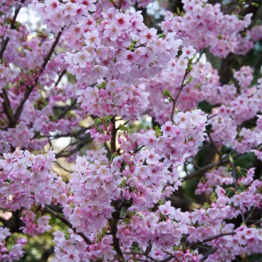 Shinjuku Gyoen (Tokyo), Cherry blossoms in spring 3