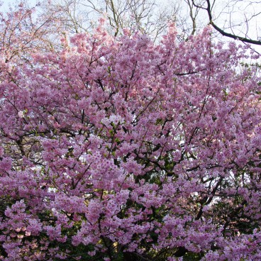 Shinjuku Gyoen (Tokyo), Cherry blossoms in spring 4
