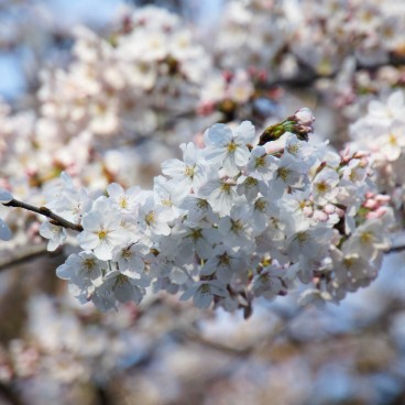 Shinjuku Gyoen (Tokyo), Cherry blossoms in spring 5