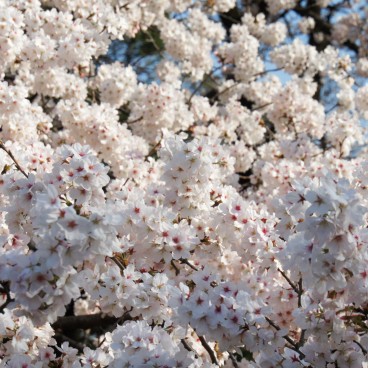 Shinjuku Gyoen (Tokyo), Cherry blossoms in spring 6